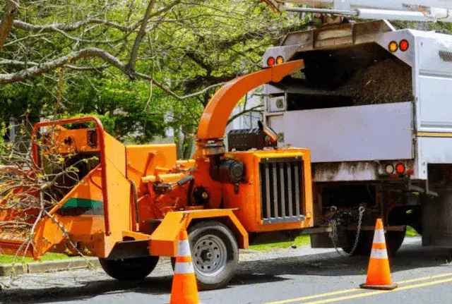 tree removal Santee ca