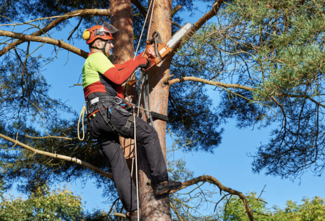 tree pruning san diego