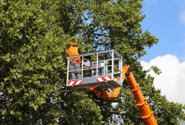 tree trimming san diego