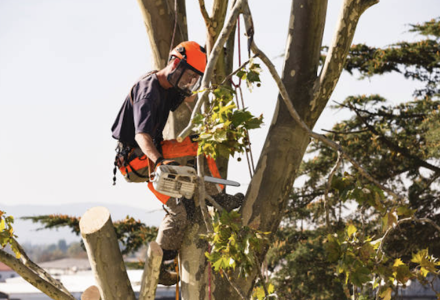 tree pruning Santee ca